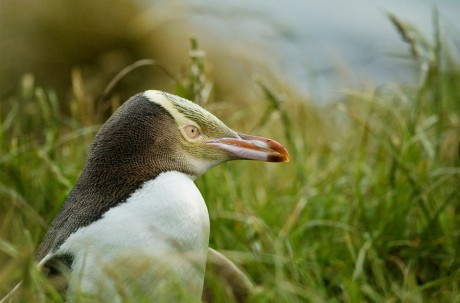 tučniak žltooký 