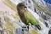  kakapo sovovitý